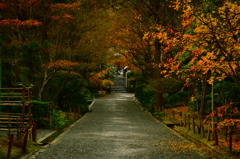 紅葉と枯葉