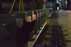 ねこ　道