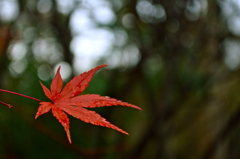 ぎりぎりの紅葉フレディ