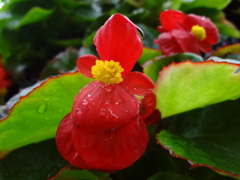 紅一点