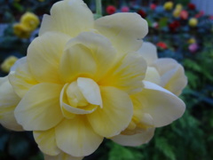 花飾り