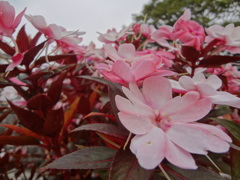 花の道
