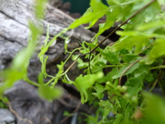 小さな森