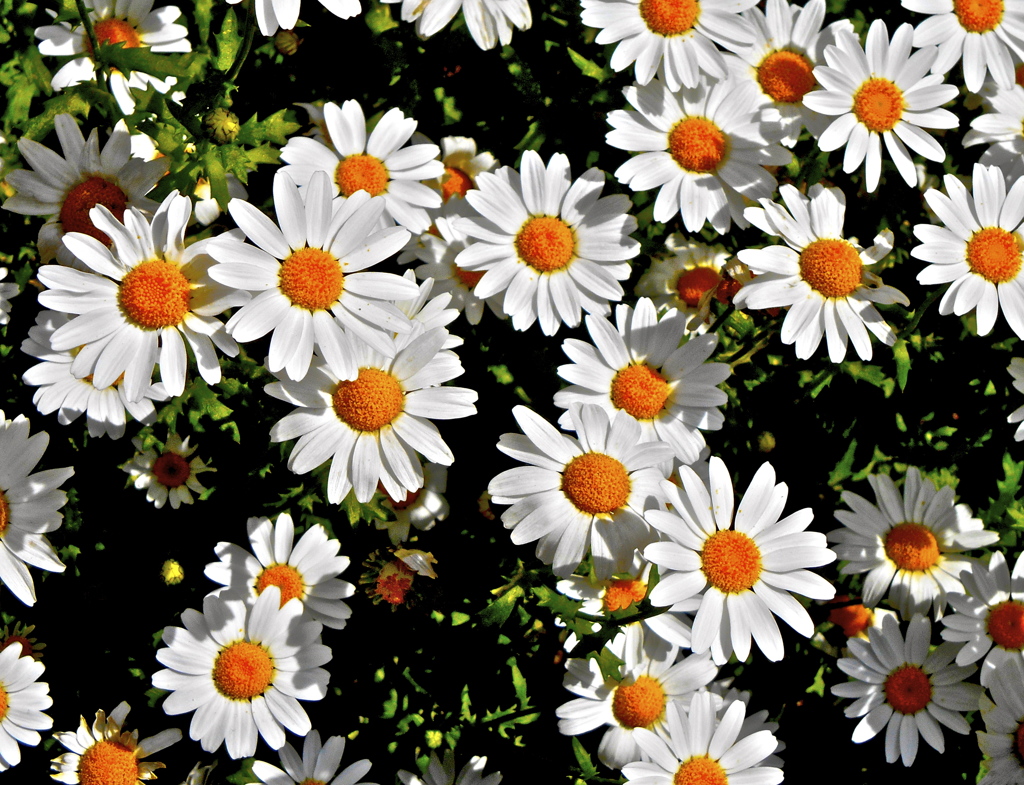 マーガレットさん