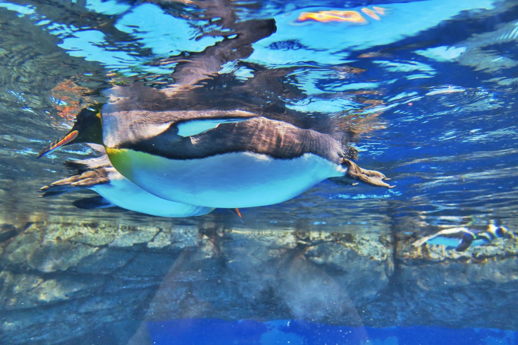 海の仲間シリーズ　水の中を自由に泳ぐペンギンさんが少しメタボ