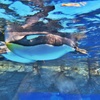 海の仲間シリーズ　水の中を自由に泳ぐペンギンさんが少しメタボ