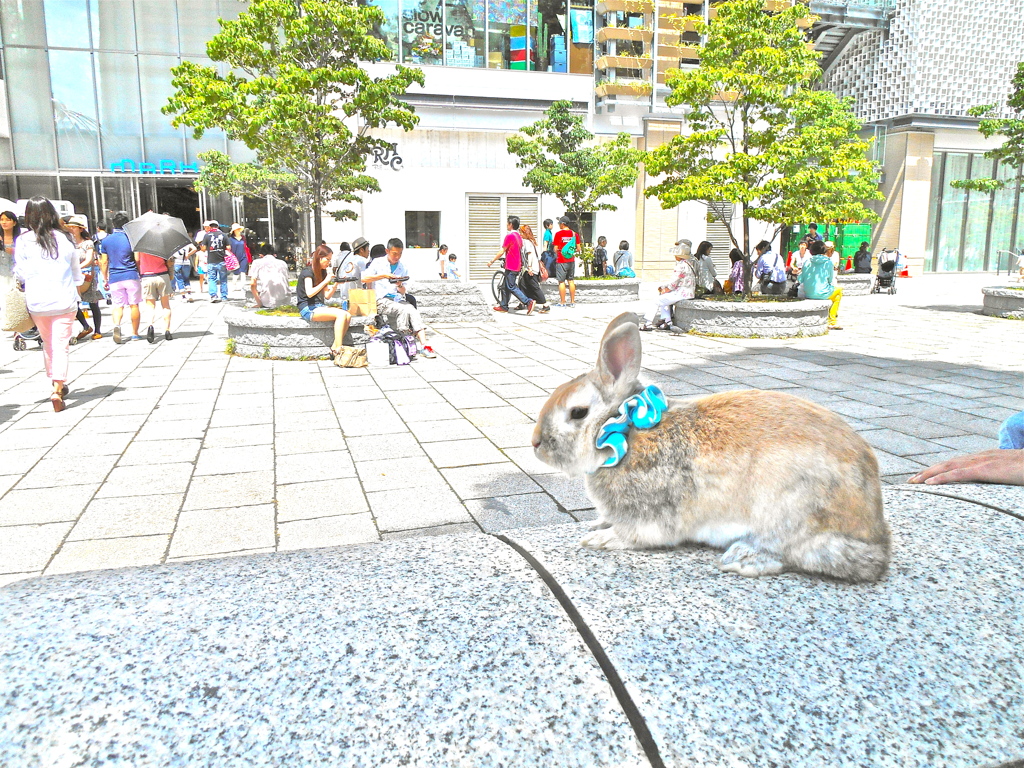 うさぎが居ました☆