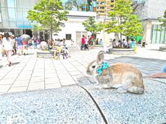 うさぎが居ました☆