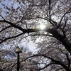 光を抱く桜