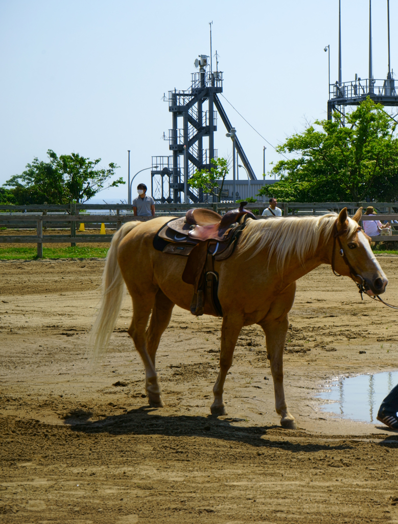 水たまりと器量よしな、お馬さん
