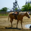 水たまりと器量よしな、お馬さん