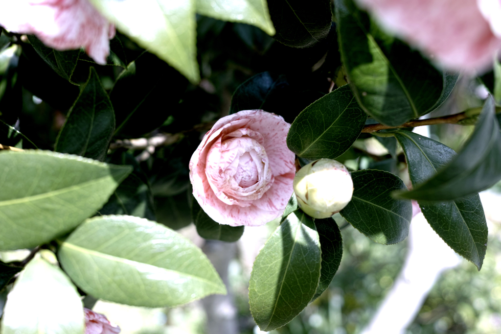 SIGMA Merriｌｌ　DP2で撮る椿