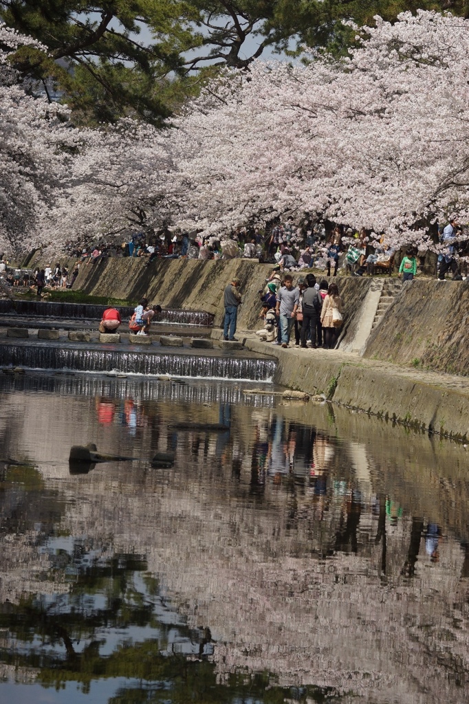 夙川満開8