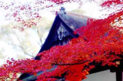 紅葉