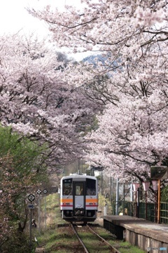 Cherry blossoms gate