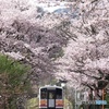 Cherry blossoms gate