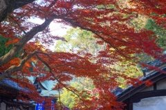 紅葉