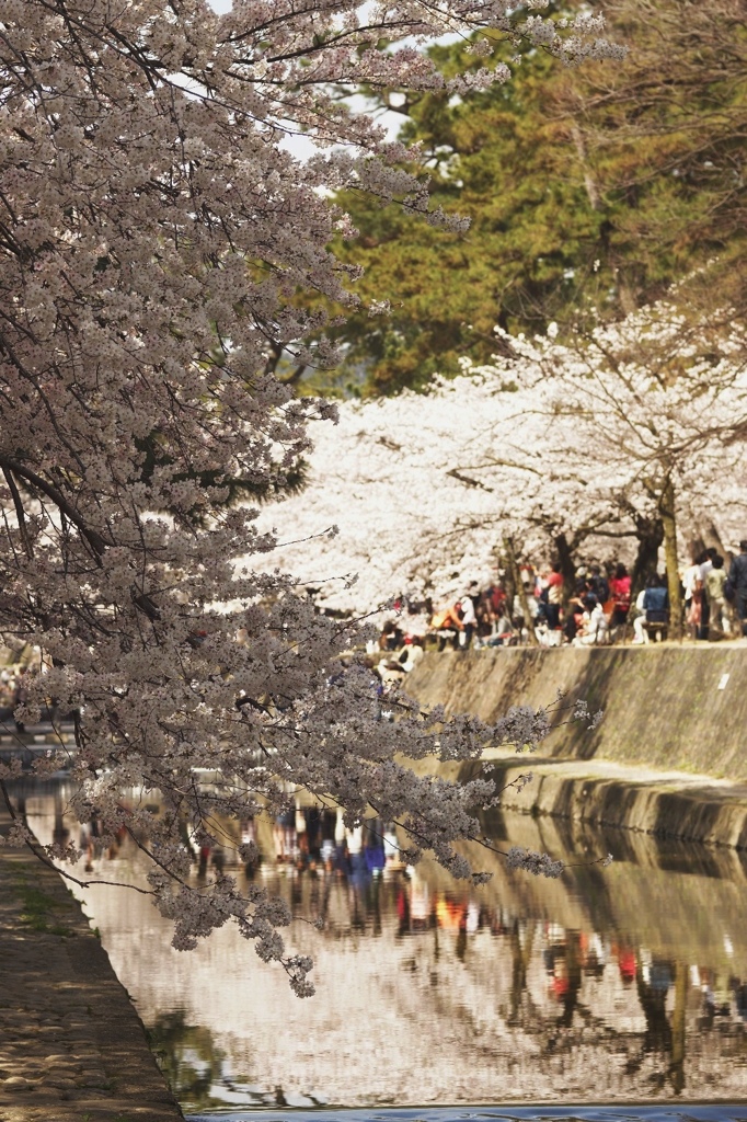 夙川満開6