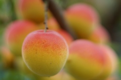 Sunburned Japanese apricots 