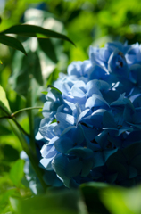hydrangea in rainy season2