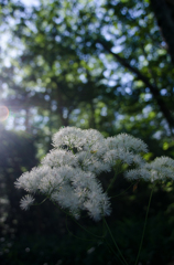 White flower