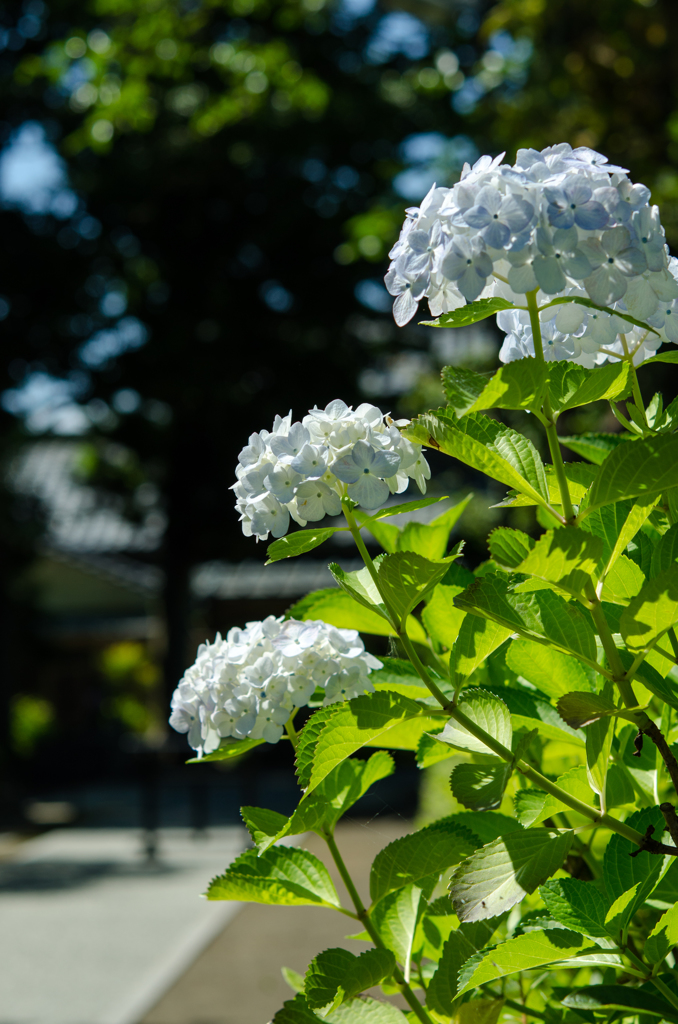 hydrangea in rainy season1