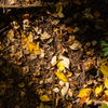 Fallen leaves