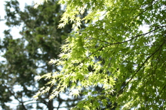 光合成
