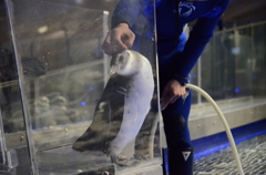 すみだ水族館-5