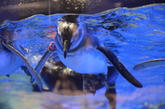 すみだ水族館-6