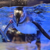 すみだ水族館-6