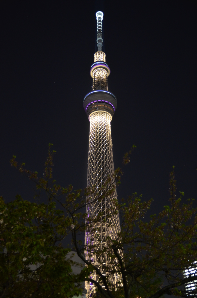 スカイツリー　夜景