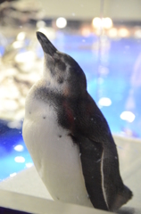 すみだ水族館-2