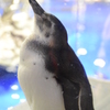 すみだ水族館-2