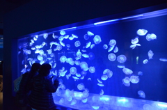 すみだ水族館-1