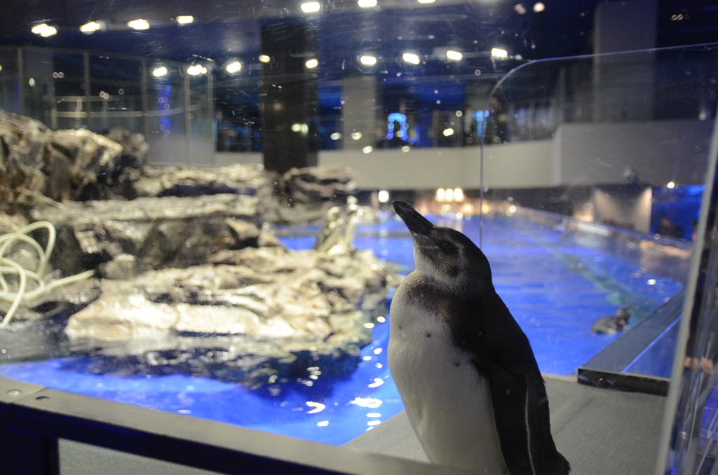 すみだ水族館-3