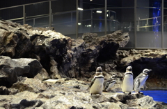 すみだ水族館-4