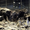 すみだ水族館-4