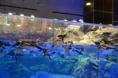 すみだ水族館-7