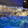 すみだ水族館-7