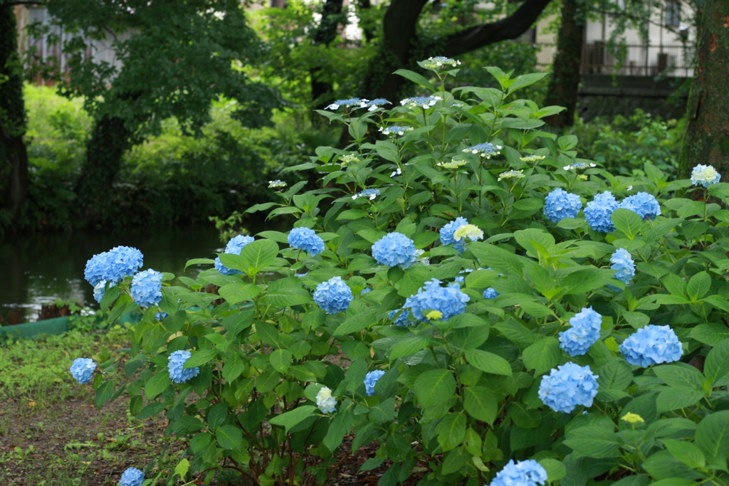 木陰の紫陽花