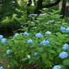 木陰の紫陽花