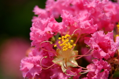 サルスベリの花