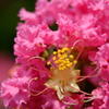 サルスベリの花