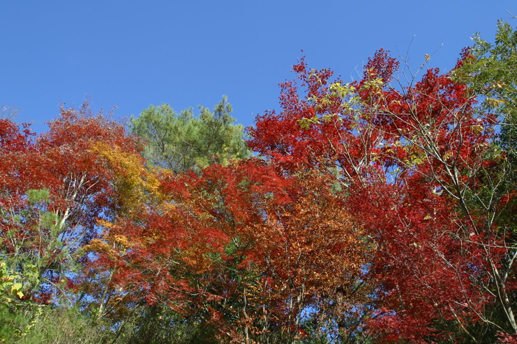 里山の紅葉