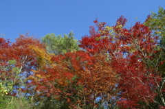 里山の紅葉