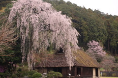 民俗館の枝垂れ桜