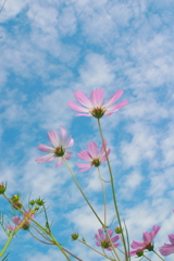 空よコスモスよ