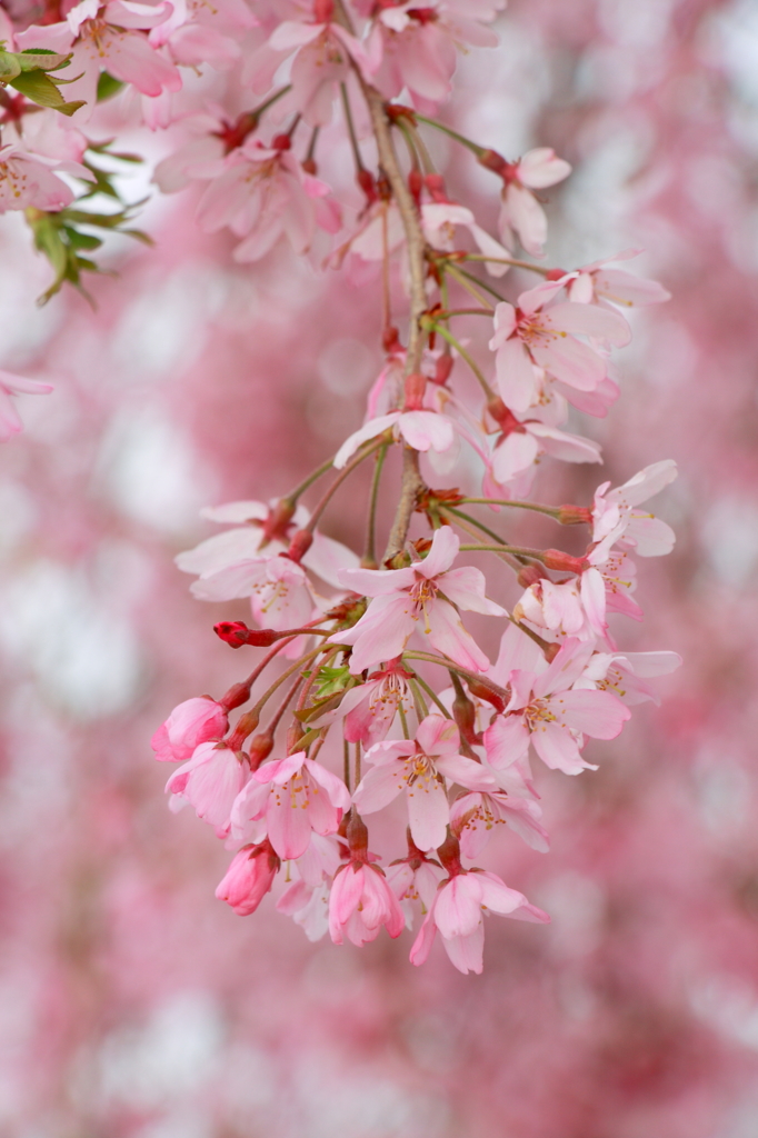 花の弦