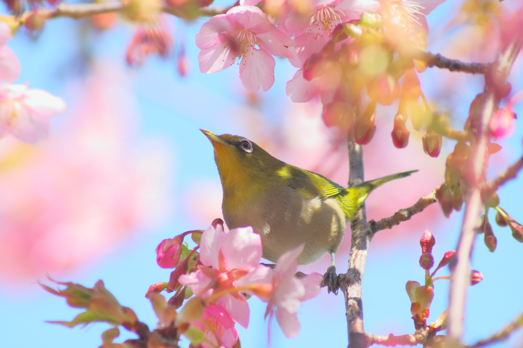 花日和